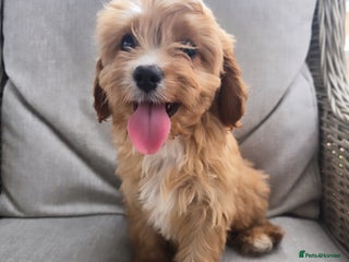Cavapoo dogs - Advert 5
