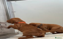Hungarian Vizsla dogs for sale: Amazing Hungarian vizsla puppies - Image 15