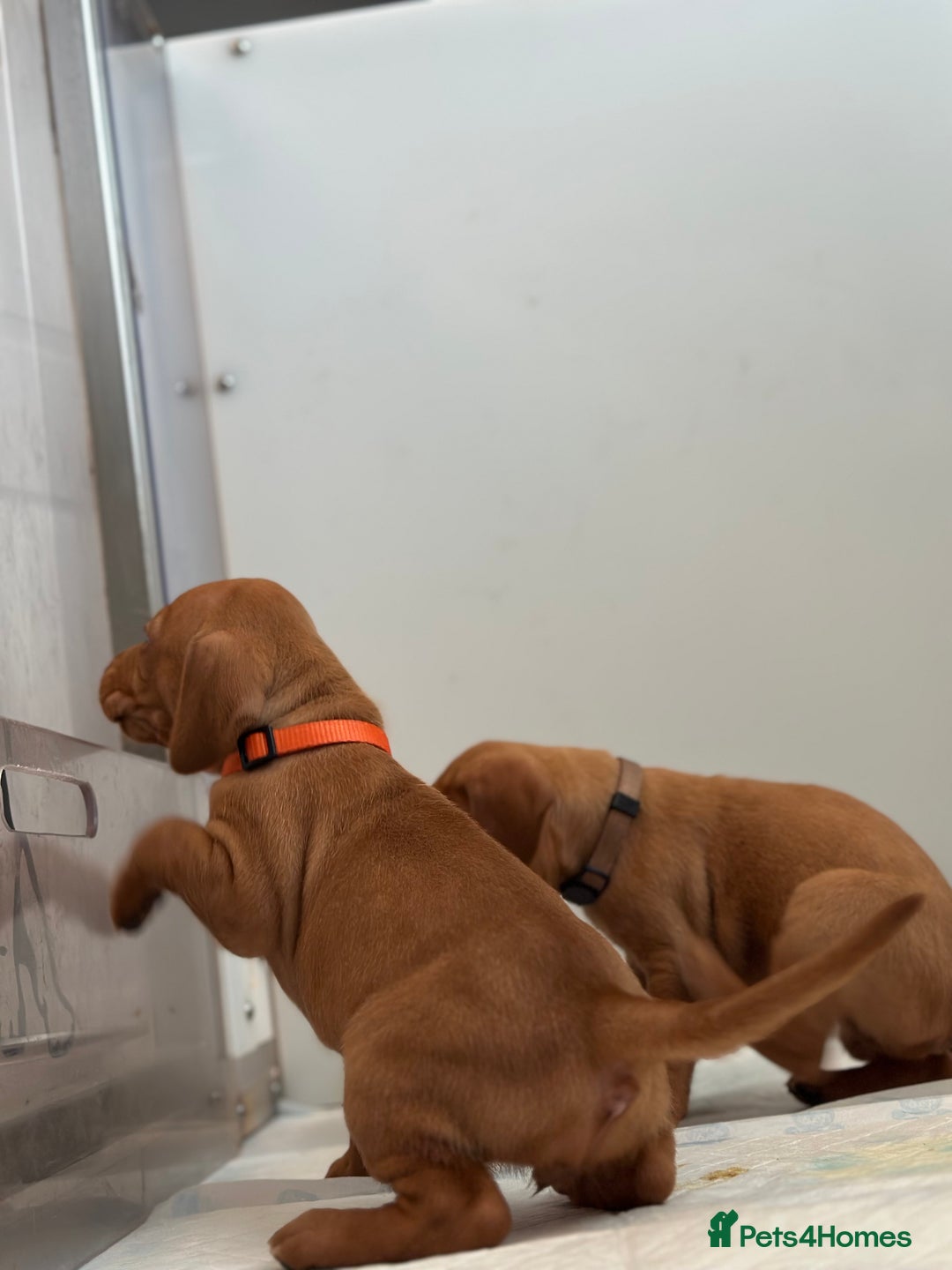 Hungarian Vizsla dogs for sale: Amazing Hungarian vizsla puppies - Image 15