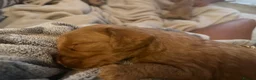 Cockapoo dogs for sale: ⭐⭐OUTSTANDING COCKAPOO PUPPIES⭐⭐ in Melton Mowbray - Advert 21