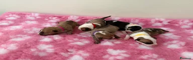 English Bull Terrier 6