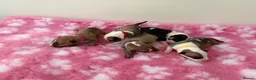 English Bull Terrier dogs for sale: Beautiful Quality KC English Bullterrier Puppies  - Advert 9