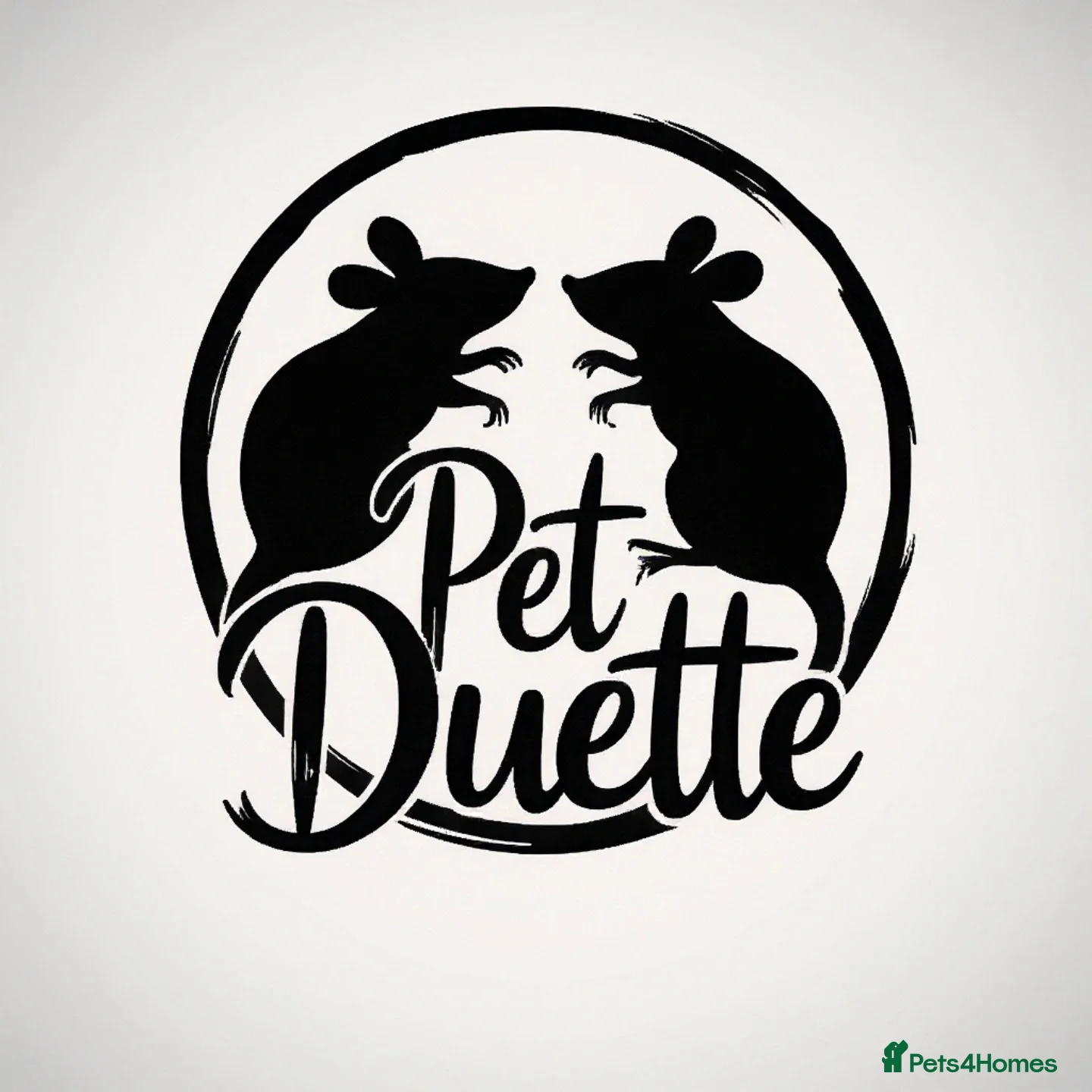 Rat rodents APR: 19 Rats For Sale! - Advert 1