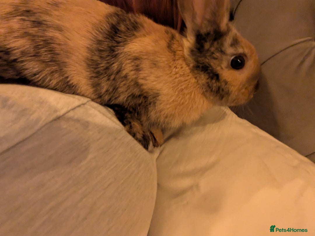 Mixed Breed rabbits for sale: Pair of Bonded Rabbits - Advert 9