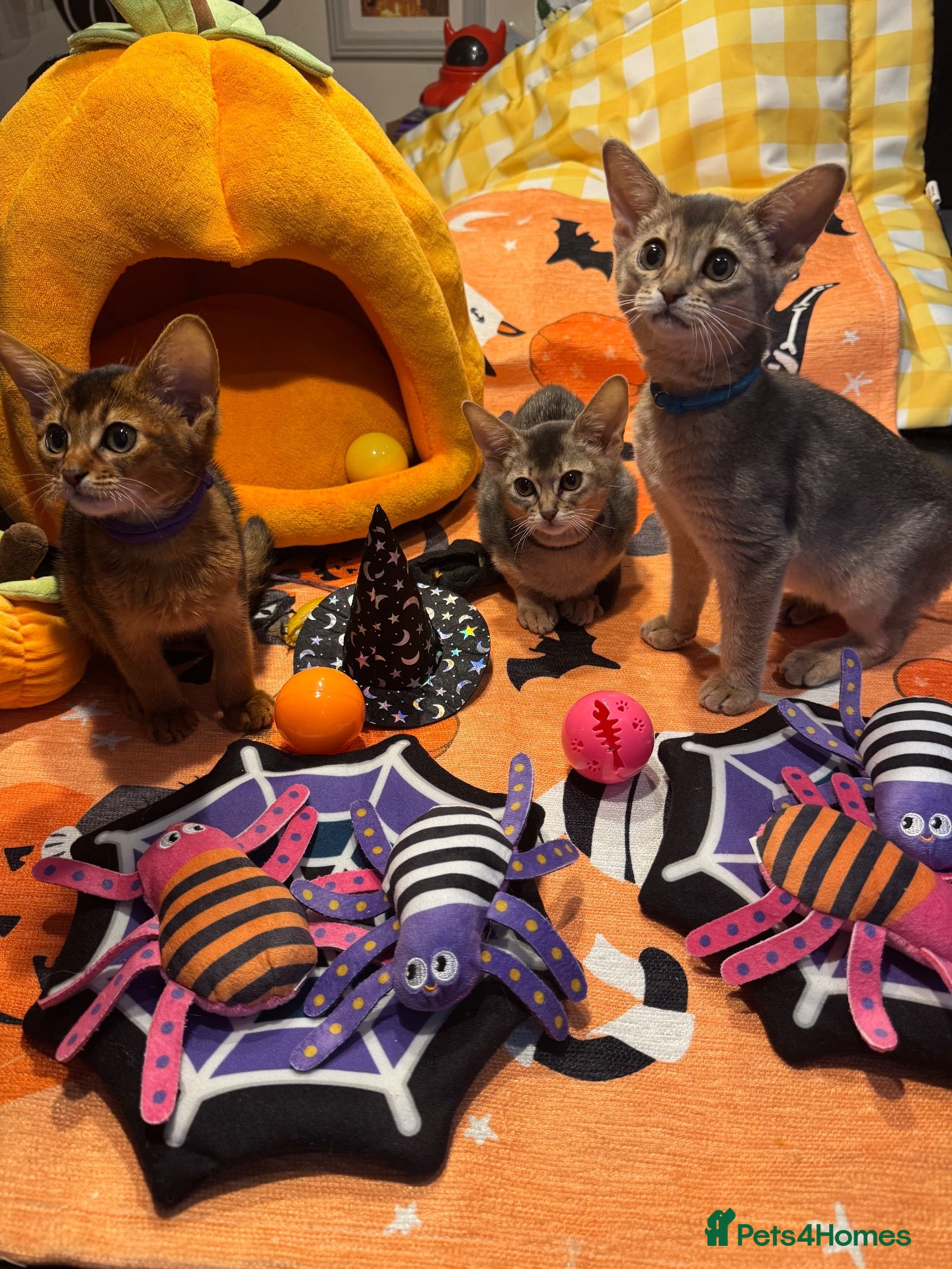 Abyssinian cats Three Abyssinian sisters looking for a new home - Advert 1