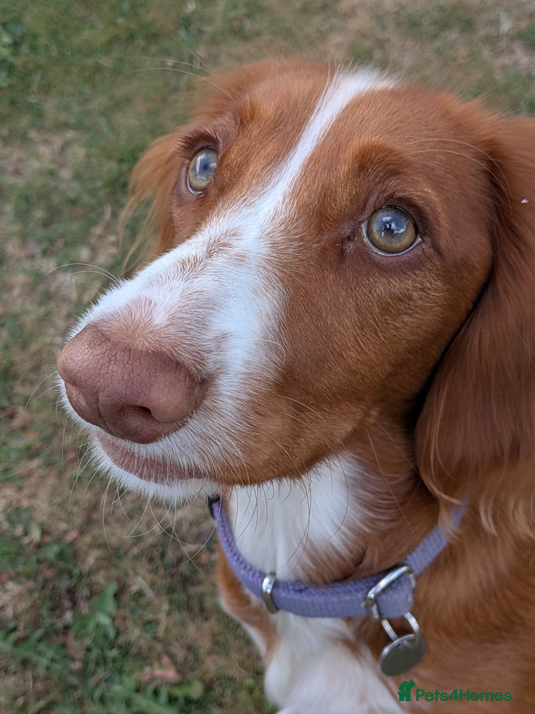 Cocker Spaniel dogs for sale: Working Cocker Spaniel 7 Months Old - Image 1