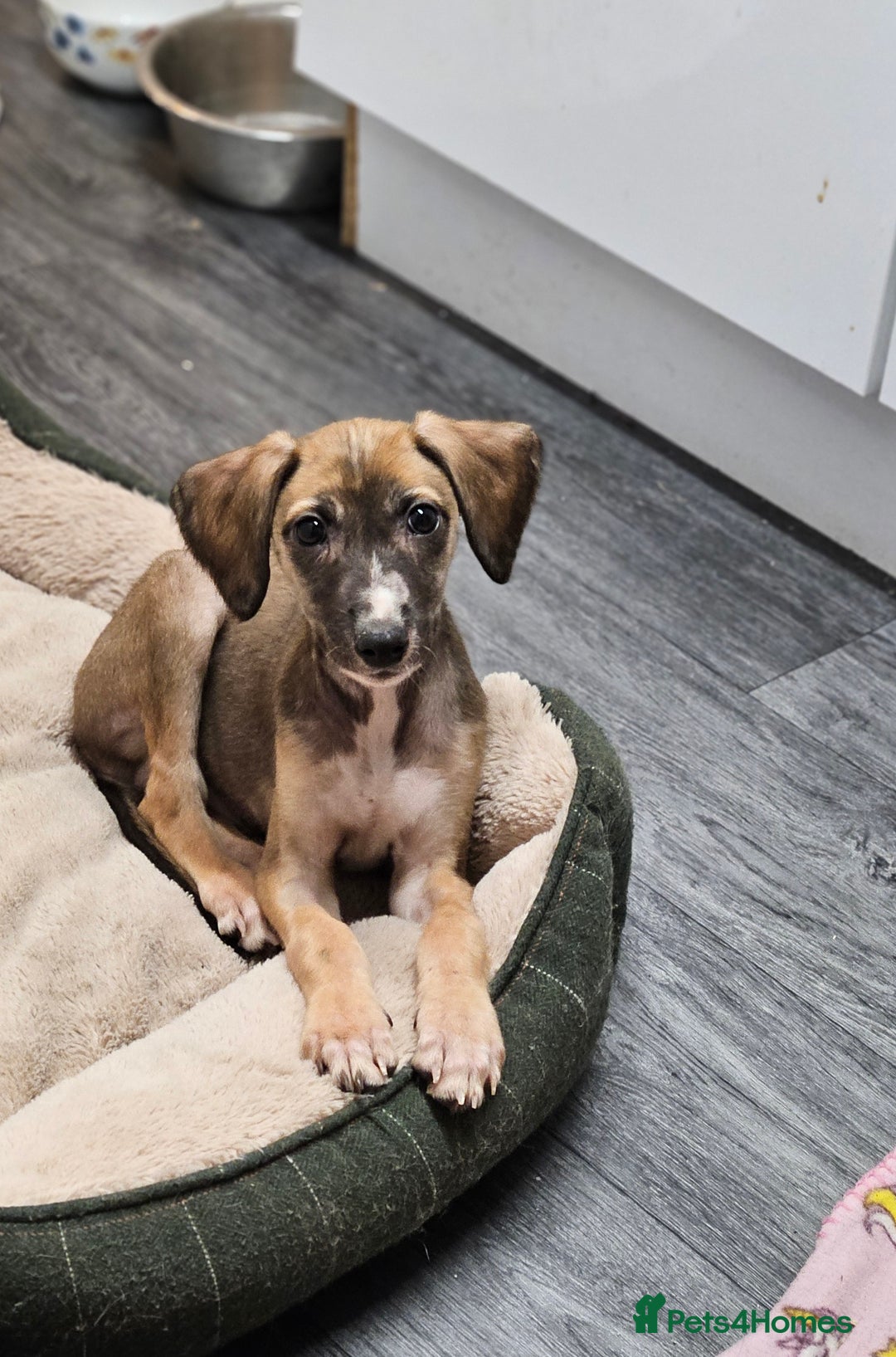 Mixed Breed dogs for sale: Beautiful Sydney ❤️ - Image 4