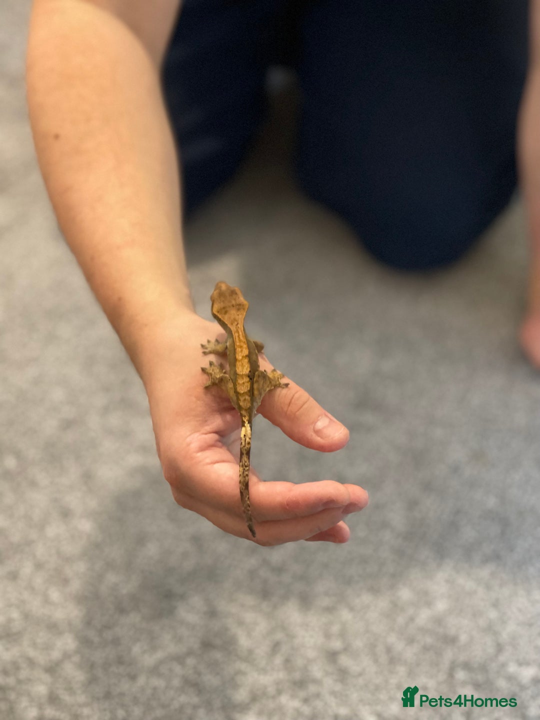 Gecko reptiles for sale: Crested Gecko - Advert 9