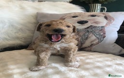 Goldendoodle dogs for sale: Goldendoodle Double Doodle pups for sale - Image 14