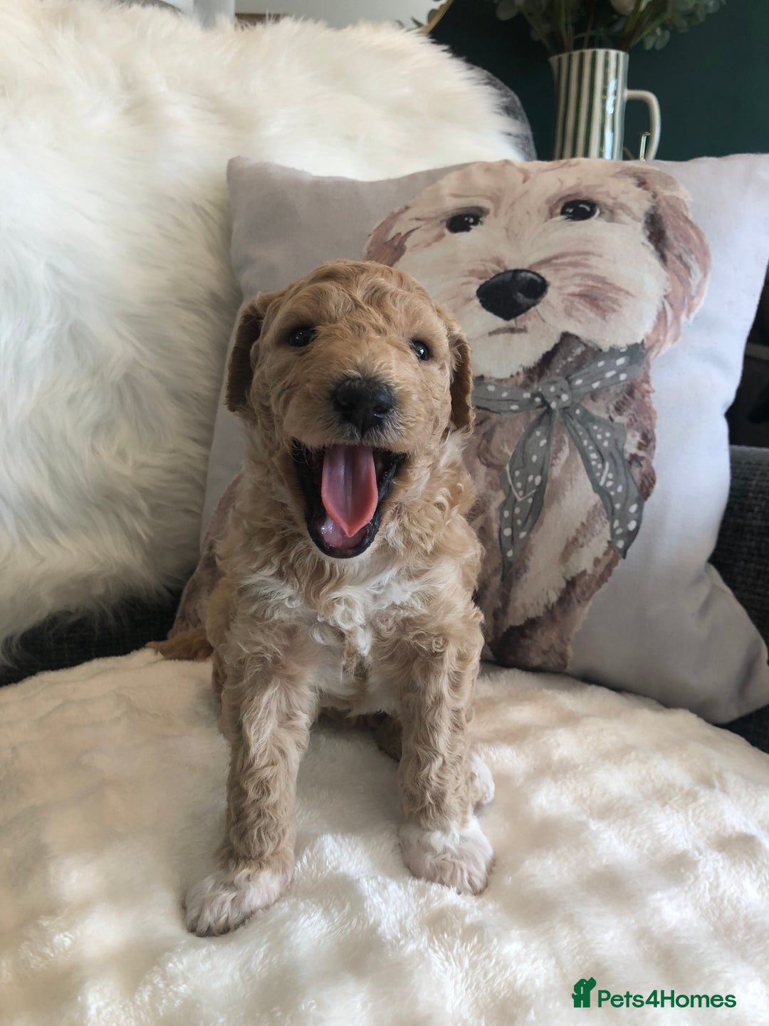 Goldendoodle dogs for sale: Goldendoodle Double Doodle pups for sale - Image 14