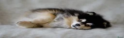 Pomsky dogs for stud: F2 4.5kg Russian Imported Pomsky for Stud - Advert 4