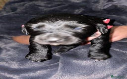 Mixed Breed dogs for sale: Border collie x cocker spaniel  - Image 4