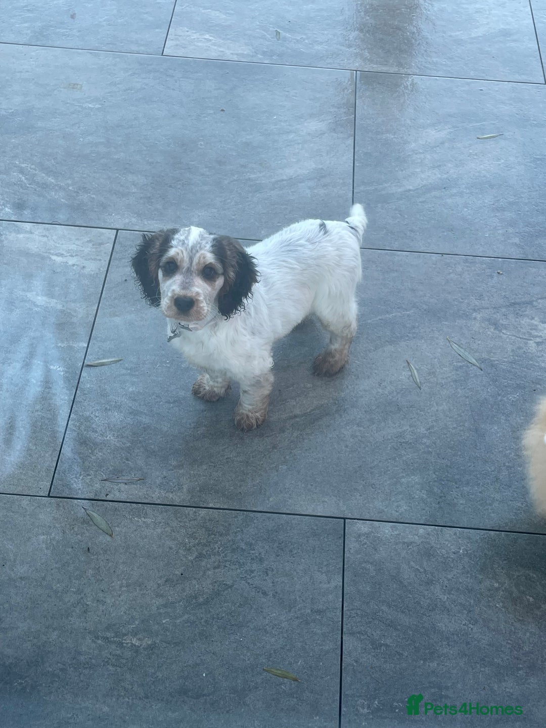 Cockapoo dogs for sale: ⭐️ Outstanding cockapoo female puppy ⭐️  - Advert 1