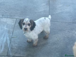 Cockapoo dogs ⭐️ Outstanding cockapoo female puppy ⭐️ - Advert 6