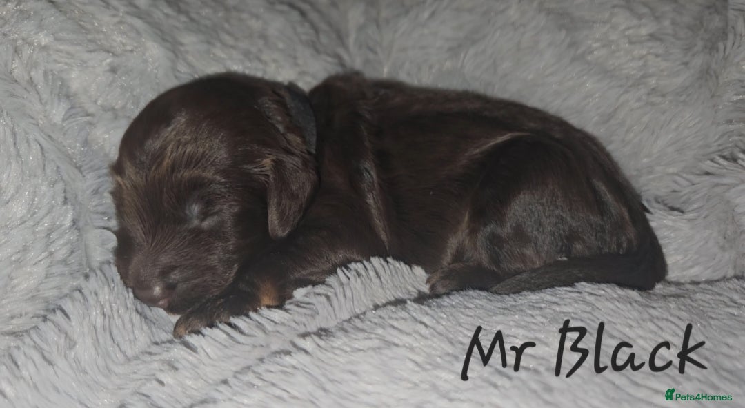 Cockapoo dogs for sale: F1b chocolate/Chocolate and Tan Cockapoo's  - Advert 4