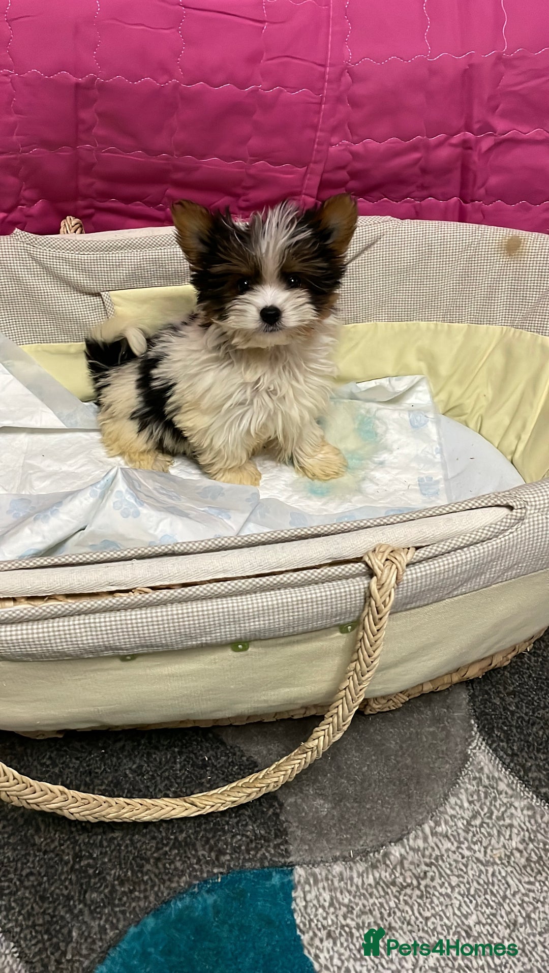 Biewer Terrier dogs for sale:  **  Biewer Terrier Babies Available 🥰 - Advert 14