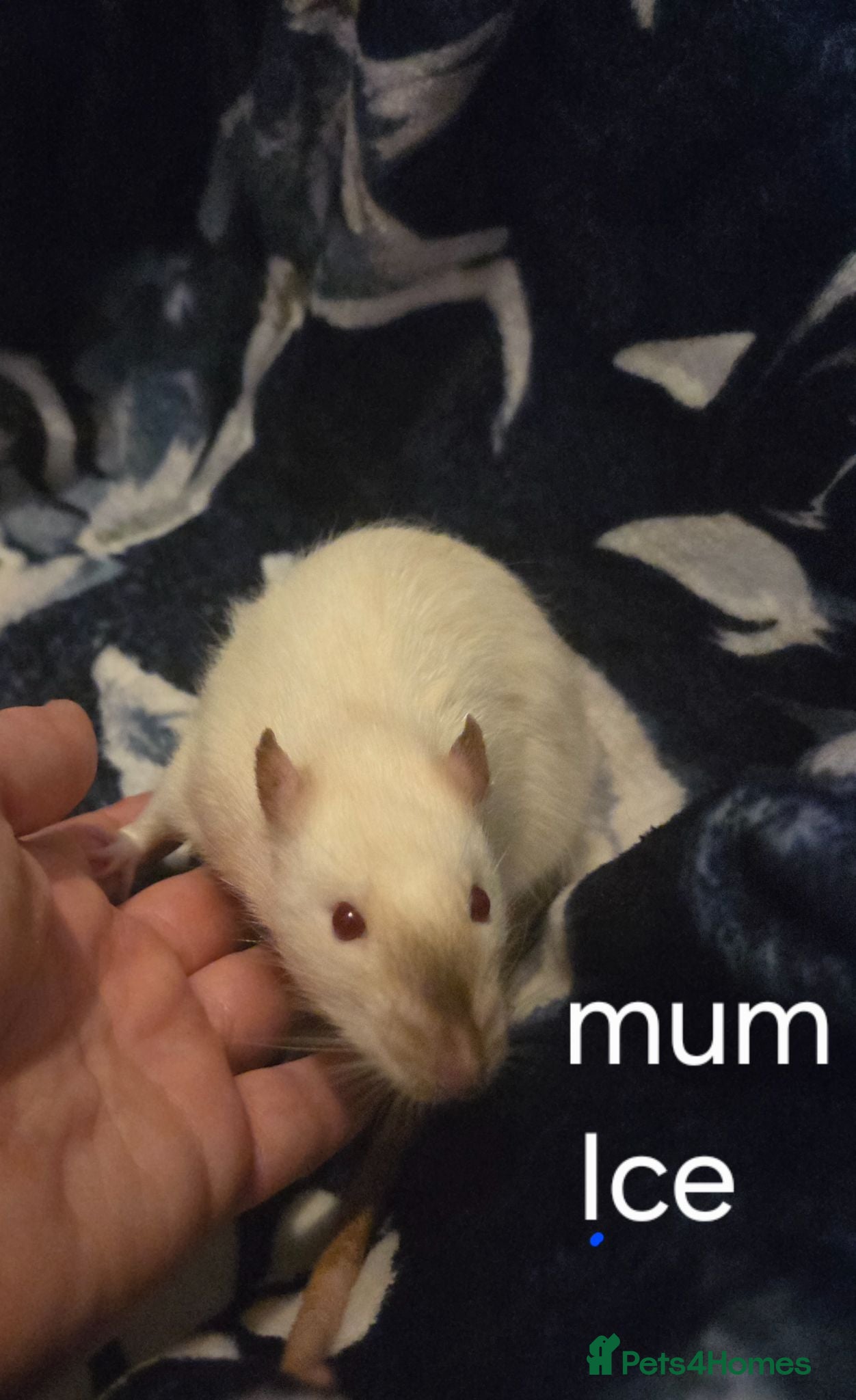 Rat rodents Baby rats - Advert 3