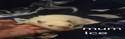 Rat rodents for sale: Baby rats - Advert 1