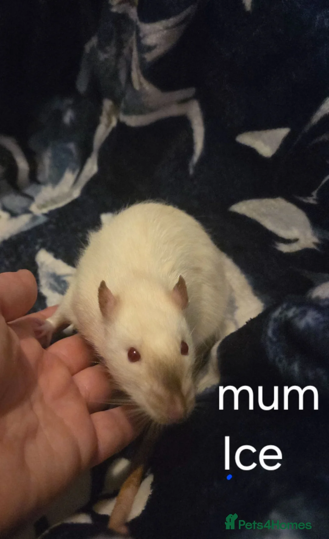 Rat rodents for sale: Baby rats - Advert 1