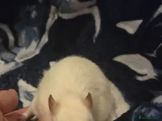 Rat rodents Baby rats - Advert 18