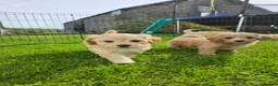 Mixed Breed dogs for sale: 5 Gorgeous Cavapoochons  - Advert 7