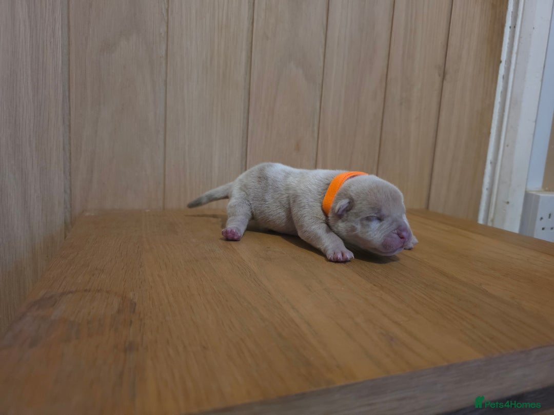 American Bully dogs for sale: Pocket bully puppies - Advert 19