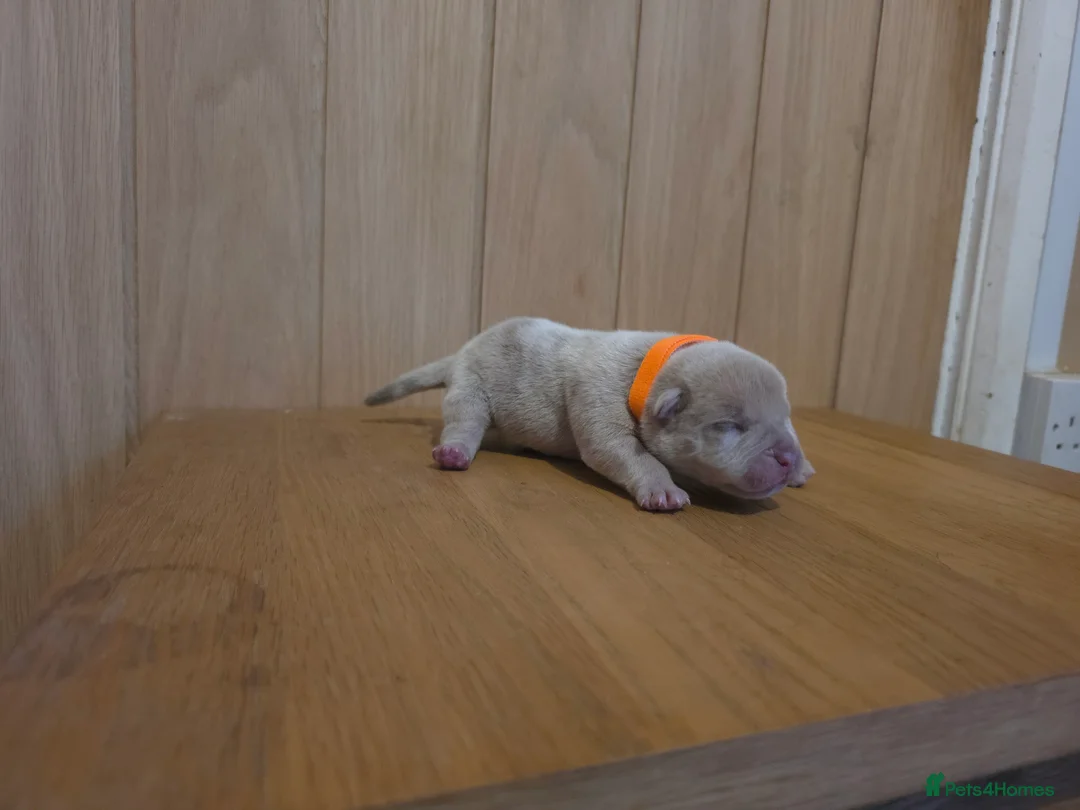 American Bully dogs for sale: Pocket bully puppies - Advert 9