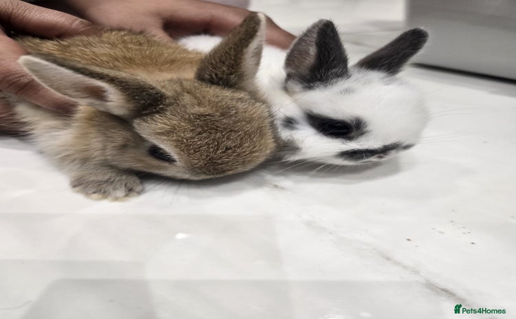 Netherland Dwarf rabbits - Advert 16