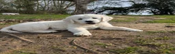 Golden Retriever dogs for sale: Bella’s Golden Gems 7 Gorgeous Puppies Coming Soon - Advert 13