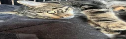 Mixed Breed cats for sale: Beautiful bengal x  - Advert 1
