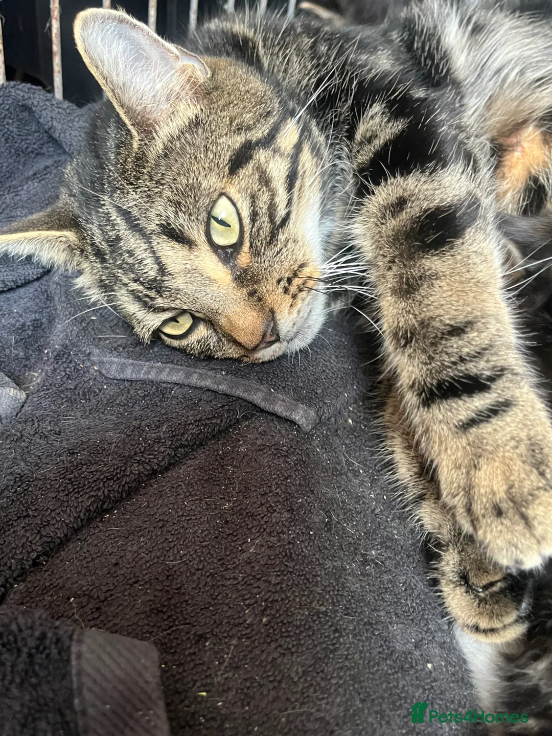 Mixed Breed cats for sale: Beautiful bengal x  - Advert 1