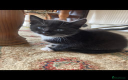 Maine Coon cats for sale: Maine coon x - Image 36