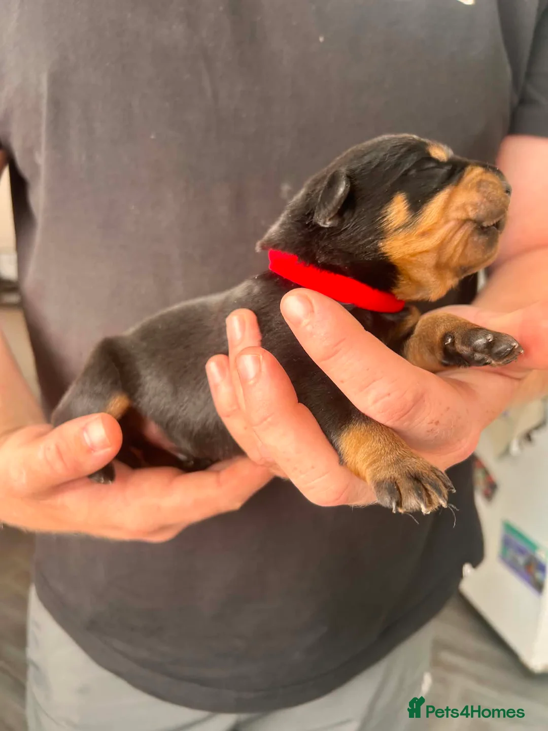 Rottweiler dogs for sale: 7 Rottweiler puppies  - Advert 16