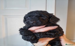 Cockapoo dogs for sale: Toy f1b - Image 5