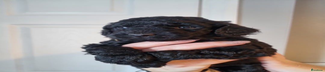 Cockapoo Boy