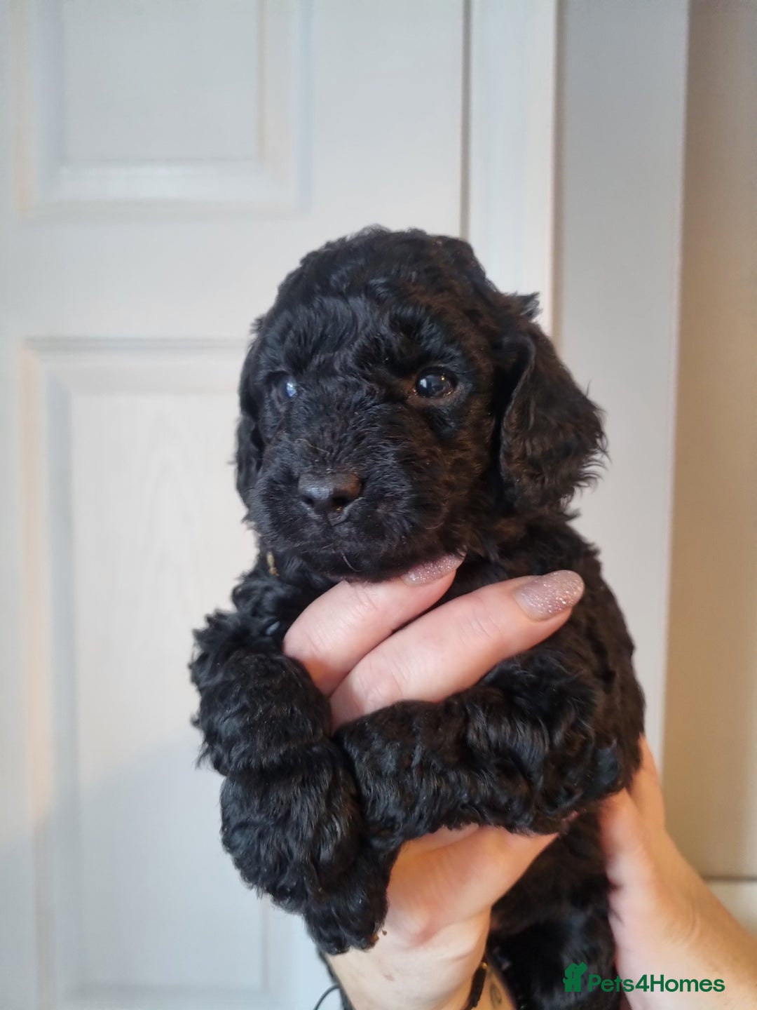 Cockapoo dogs for sale: Toy f1b - Image 5