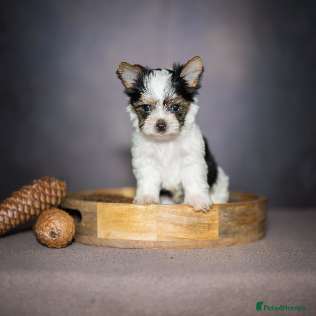 Yorkshire Terrier dogs for sale: Colorful Yorkshire Terrier puppies for sale - Image 4