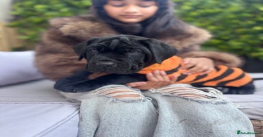 Mixed Breed dogs - Advert 15