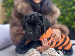 Mixed Breed dogs - Advert 6