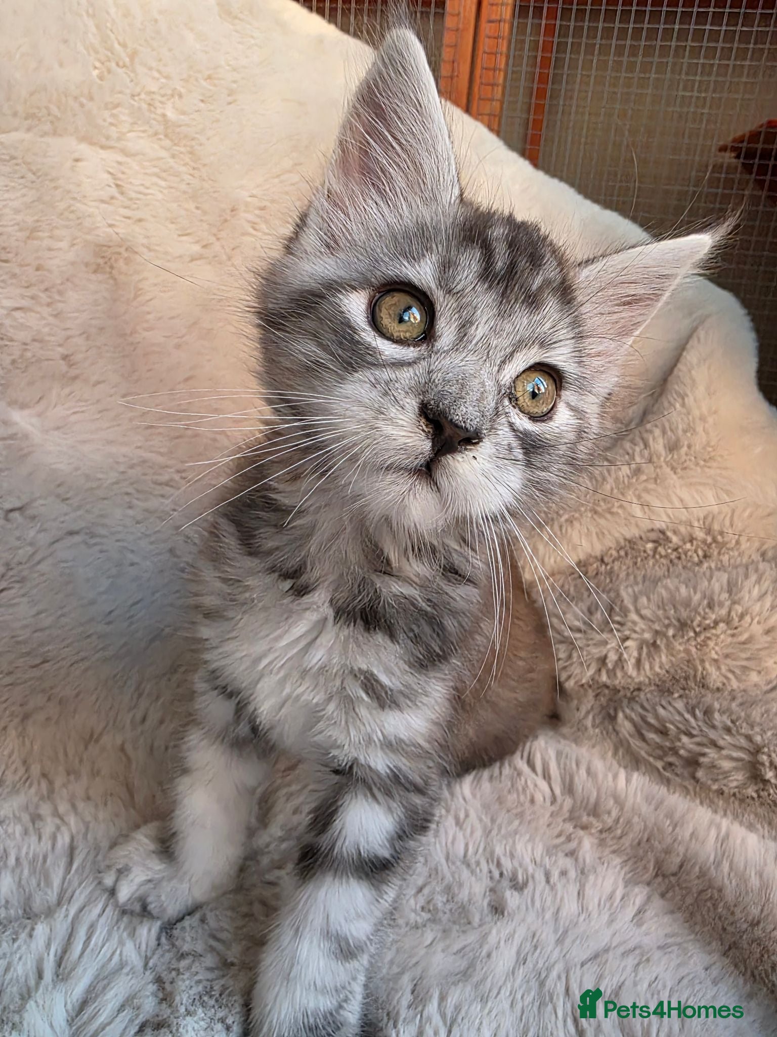 Maine Coon cats 😊Beautiful TICA registered Maine Coon Kittens😊  - Advert 2