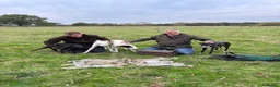 Lurcher dogs for sale: Lurcher pups from working parents - Advert 1