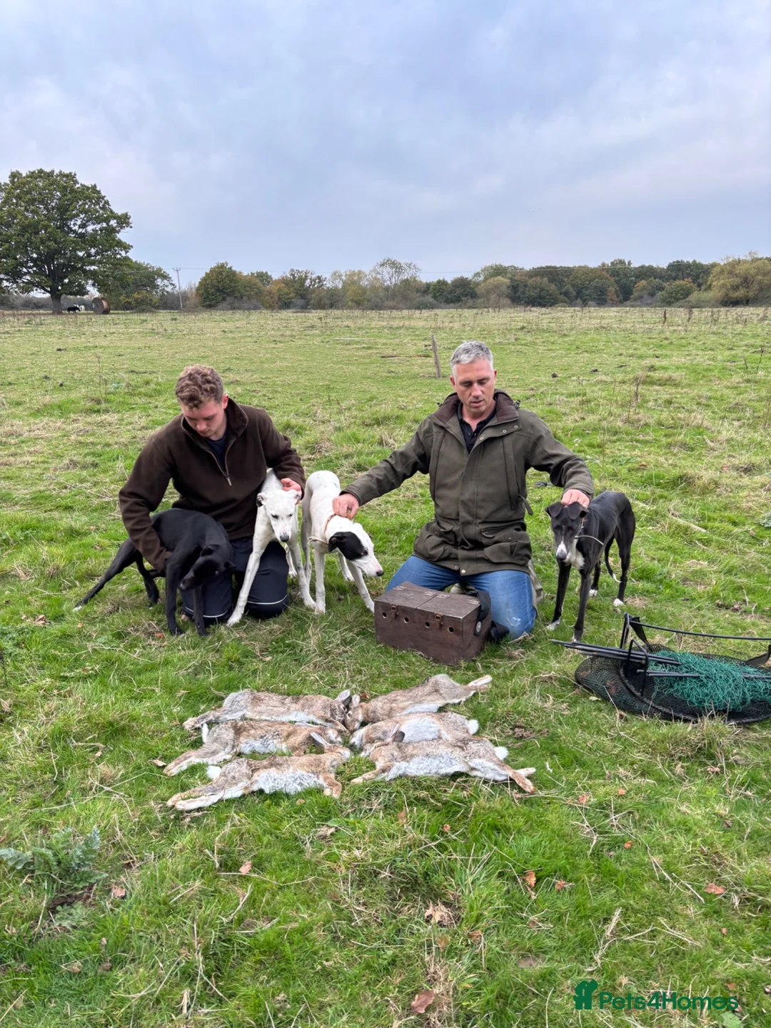 Lurcher dogs for sale: Lurcher pups from working parents - Advert 1