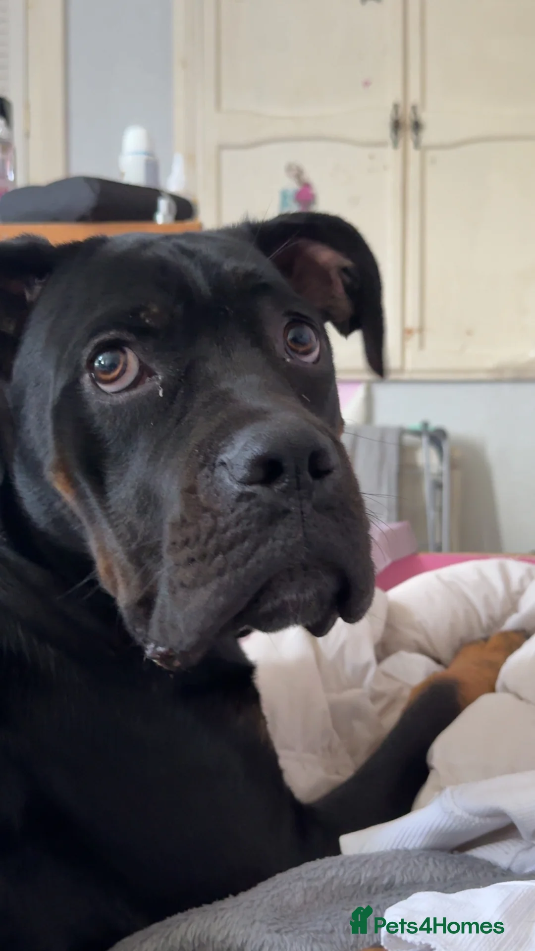 Mixed Breed dogs for sale: Maverick - rottie cross  in Birkenhead - Advert 7