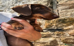 Miniature Dachshund dogs for sale: Choc/Tan 5* licenced breeder Miniature  Dachounds in Catterick Garrison - Image 4