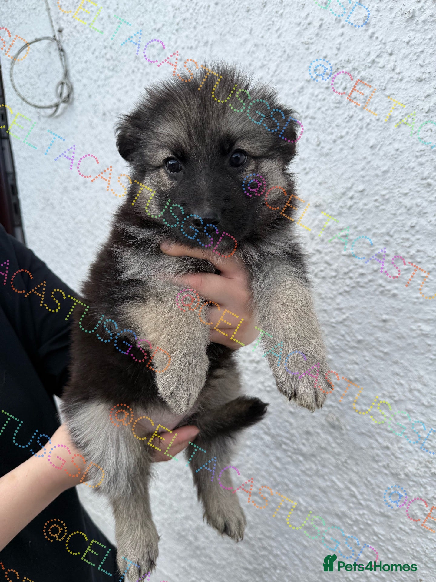 German Shepherd dogs Stunning kcreg long coat German shepherds  - Advert 2