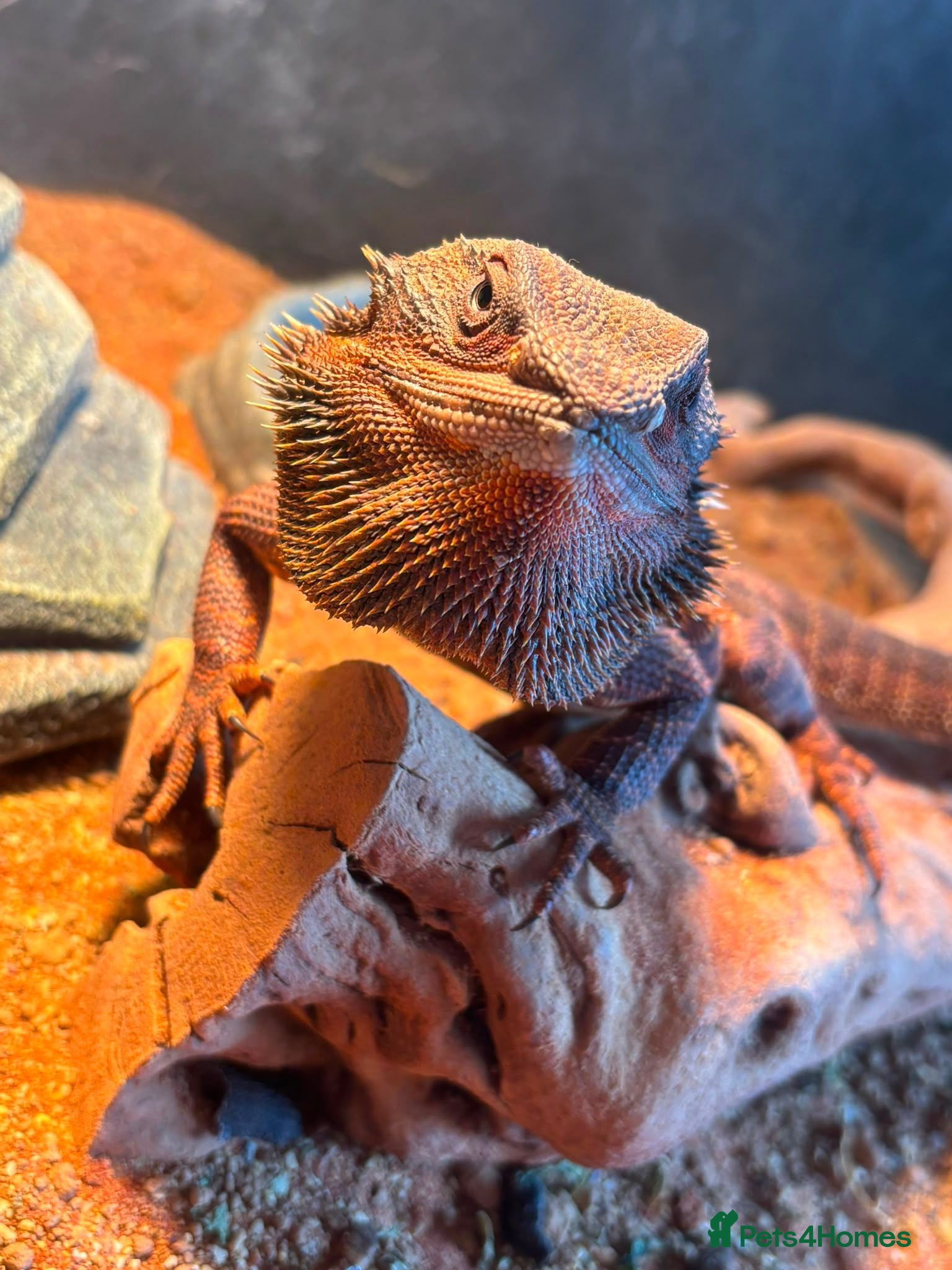 Bearded Dragon reptiles Bearded dragon Red Monster - Advert 1