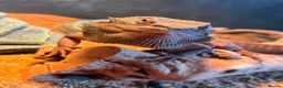 Bearded Dragon reptiles for sale: Bearded dragon Red Monster in Crewe - Advert 1