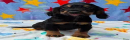 Cocker Spaniel dogs for sale: KC BLACK AND TAN boys 17 dna health tested clear  - Advert 3