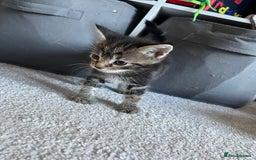 Maine Coon cats for sale: Main Coon Ragdoll Kitten - Image 5