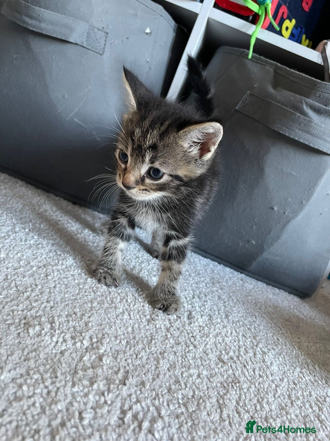 Maine Coon cats for sale: Main Coon Ragdoll Kitten - Image 5